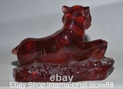 5.6 Old Chinese Red Amber Carving Feng Shui Tiger Yuanbao Lucky Sculpture