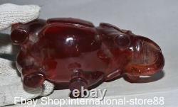6.8 Old Chinese Red Amber Carving Feng Shui Elephant Ruyi Lucky Sculpture