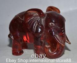 6 Old Chinese Red Amber Carving Feng Shui Elephant Ruyi Lucky Sculpture