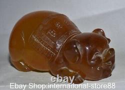 8.4 Old Chinese Red Amber Carving Feng Shui Pig Lucky Sculpture