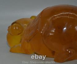 8 Old Chinese Red Amber Carving Feng Shui Pig Lucky Sculpture