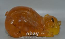 8 Old Chinese Red Amber Carving Feng Shui Pig Lucky Sculpture