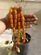 Antique German Faturan Bakelite Misky Veins Damari Prayer Beads Necklace 152 Gra