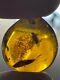 Pendant Baltic Amber Fossil Insect With Inclusion