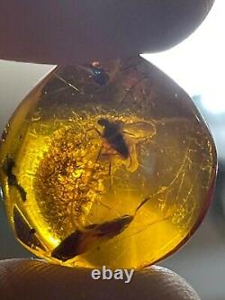 PENDANT Baltic amber fossil insect with inclusion