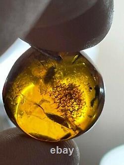 PENDANT Baltic amber fossil insect with inclusion