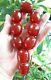 104.3 Grams Antique Faturan Cherry Amber Bakelite Perles De Prière Tesbih Misbah