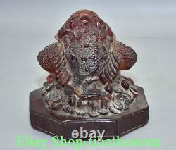 5.4 Rare Chinois Rouge Ambre Carving Feng Shui Richesse Crapaud Argent Luck Sculpture