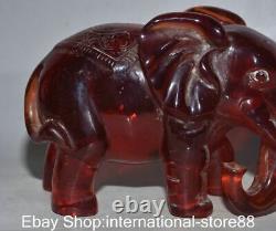 6 vieilles sculptures chanceuses en ambre rouge chinois taillées en forme d'éléphant Feng Shui Ruyi