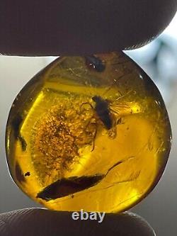 PENDANT en ambre de la Baltique avec insecte fossile inclus