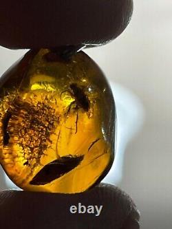 PENDANT en ambre de la Baltique avec insecte fossile inclus