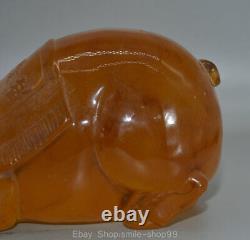 Sculpture chanceuse de cochon Feng Shui en ambre rouge chinois ancien 8